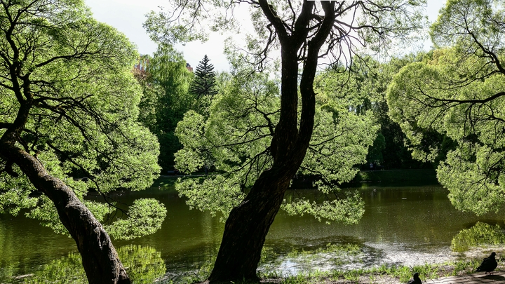 Запрет на посещение лесов в Забайкальском крае продлили до 6 июня