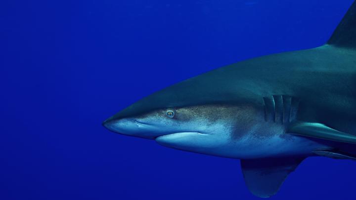 Я думал, съест нас акула или не съест: Русские туристы рассказали о встрече с хищником в Египте