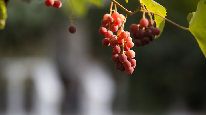 На Кубани урожай винограда упал на 7% в 2021 году из-за летнего мезоциклона
