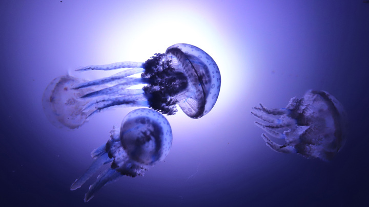 Такого ещё не видели. Огромные медузы распугали туристов на Азовском море