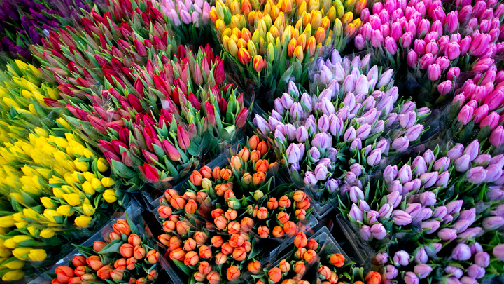 Где купить цветы на 8 Марта в Краснодаре: адреса ярмарок и рынков