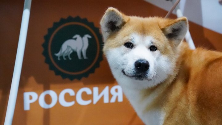 Кто тут хороший мальчик? Отвлекитесь от политики - эти очаровательные псы настаивают