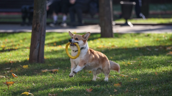 Кинолог об Усольцевых: корги могут выводить людей