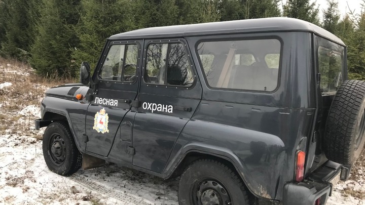 В Нижегородской области взяли под усиленную охрану молодые ёлки